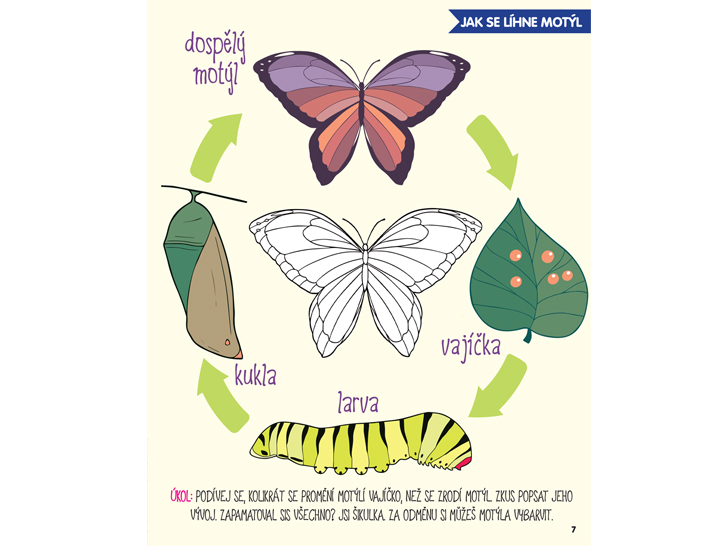 Jak dlouho se líhne motýl?