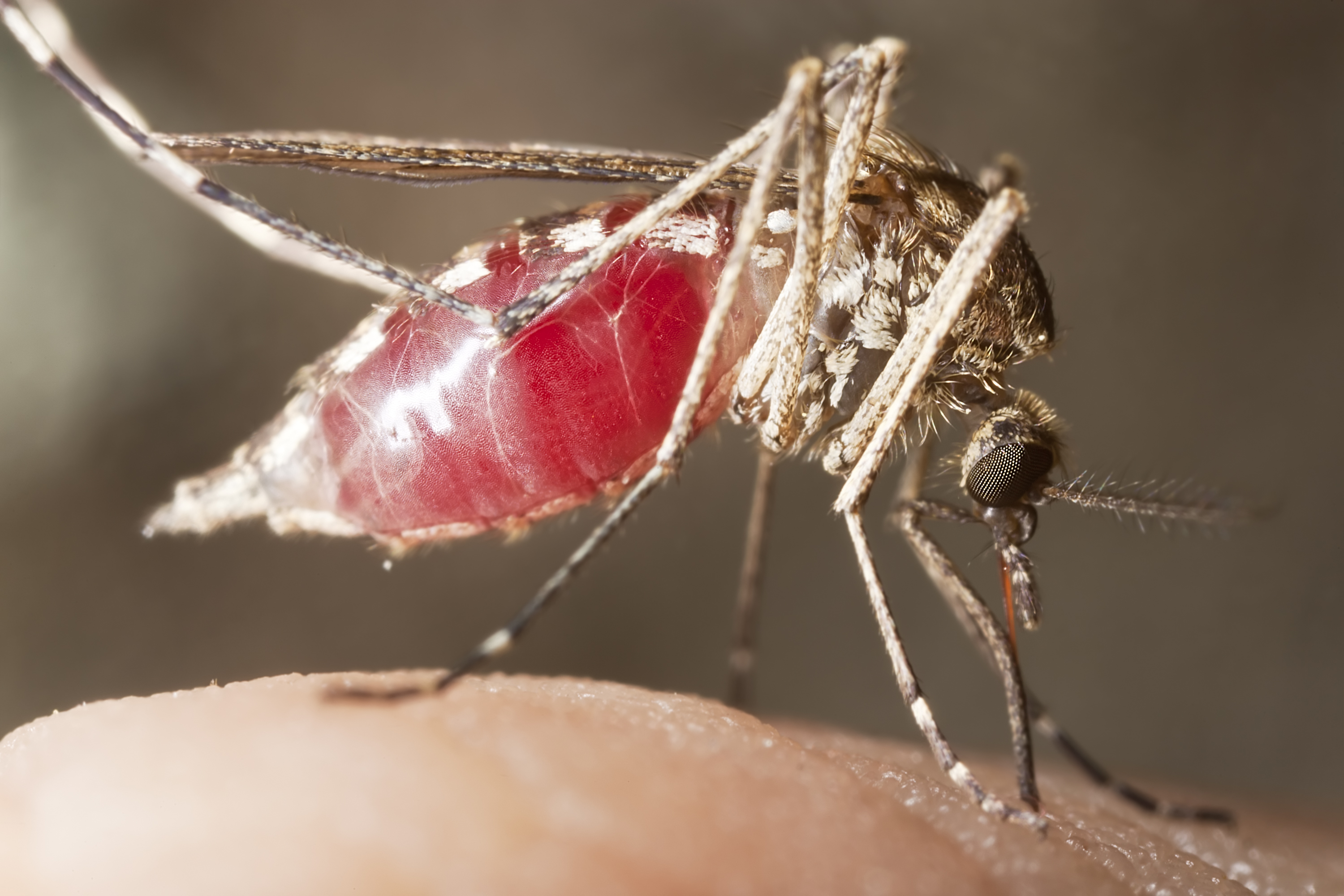 Комар малярийный комар членистоногие двукрылые. Малярийный Москит. Укус комар малярийный комар. Кровососущие насекомые комары. Малярийный комар кусается.
